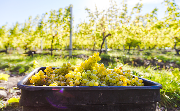 Sauvignon Blanc grapes