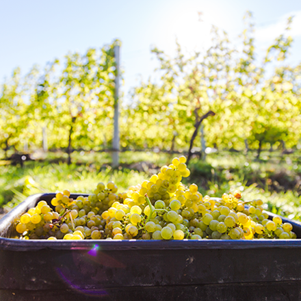Sauvignon Blanc grapes