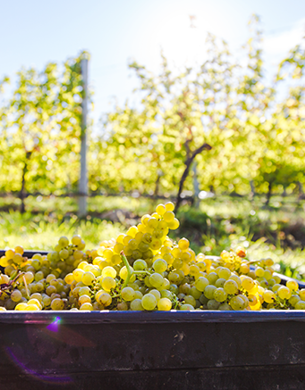 Sauvignon Blanc grapes