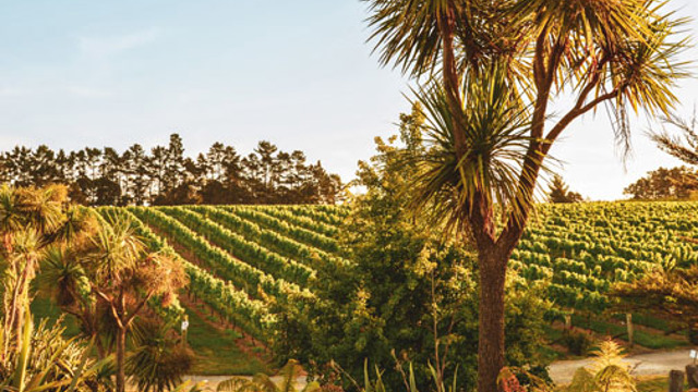 Coopers Creek Vineyard image, wines and trees