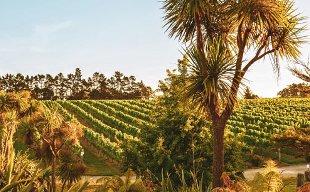 Coopers Creek Vineyard image, wines and trees