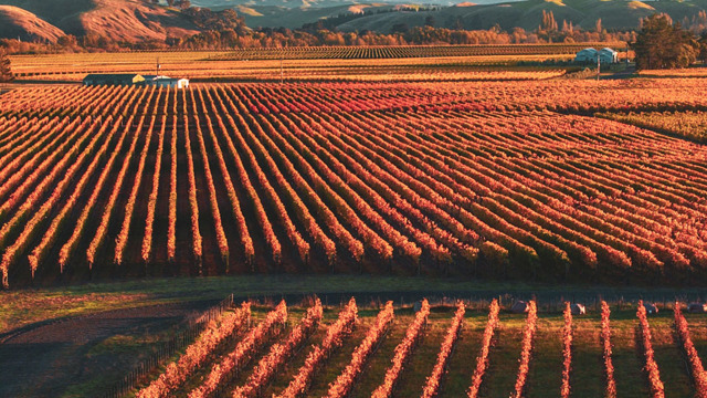 Trinity Hill Vineyards in autumn