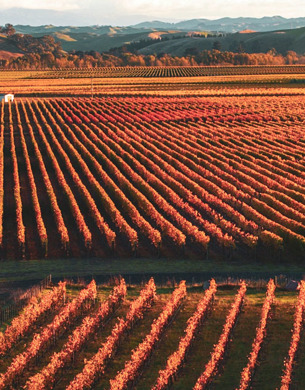 Trinity Hill Vineyards in autumn