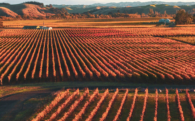 Trinity Hill Vineyards in autumn