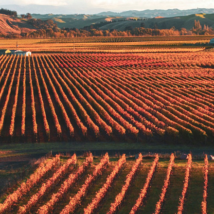 Trinity Hill Vineyards in autumn