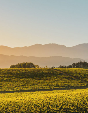 Seifried vineyard, outline of mountains in distance