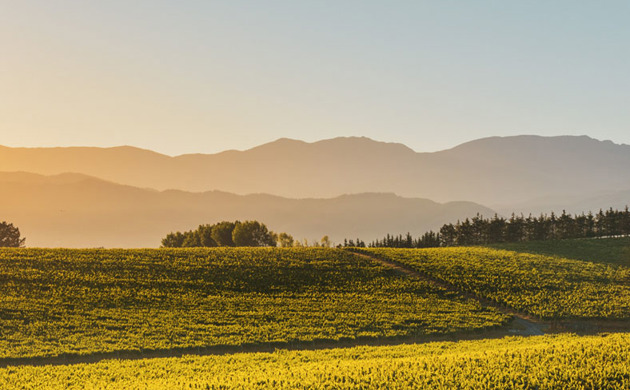 Seifried vineyard, outline of mountains in distance