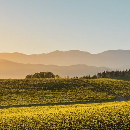 Seifried vineyard, outline of mountains in distance