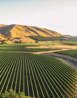 Craggy Range Winery, rows of vines with mountains in the distance