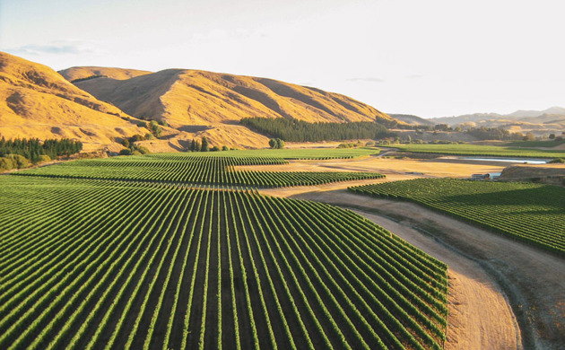 Craggy Range Winery, rows of vines with mountains in the distance