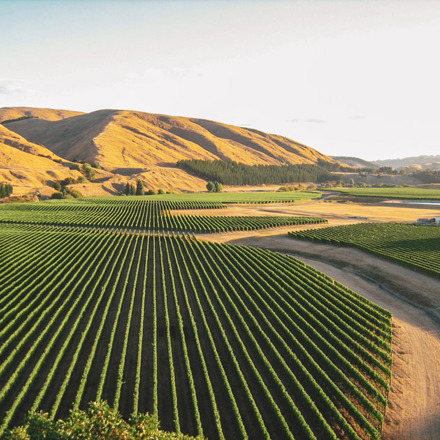 Craggy Range Winery, rows of vines with mountains in the distance