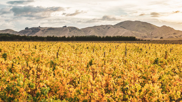 Escarpment Vineyard in autumn