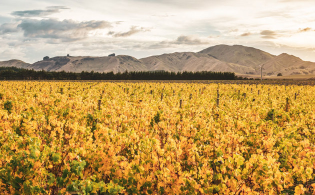 Escarpment Vineyard in autumn