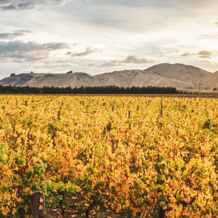 Escarpment Vineyard in autumn