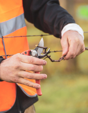 Young viticulturists pruning vines