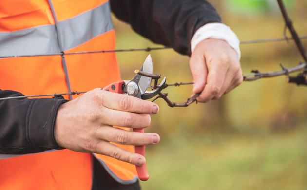 Young viticulturists pruning vines