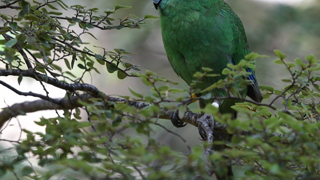 Orange Fronted Kakariki Bird sitting on a branch