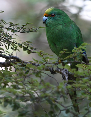 Orange Fronted Kakariki Bird sitting on a branch