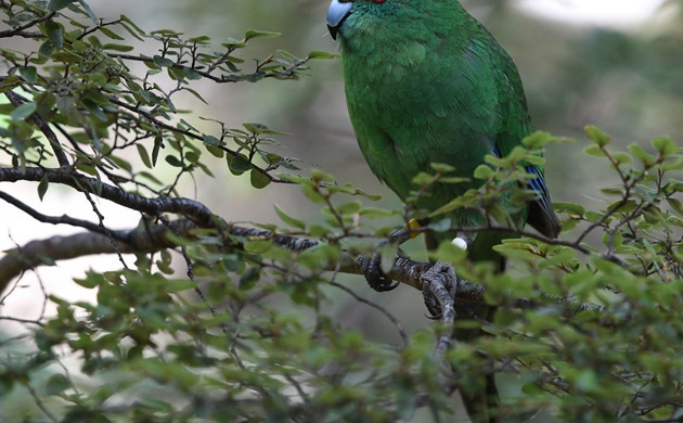 Orange Fronted Kakariki Bird sitting on a branch