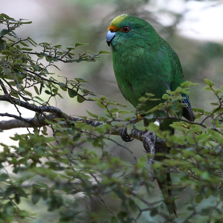 Orange Fronted Kakariki Bird sitting on a branch