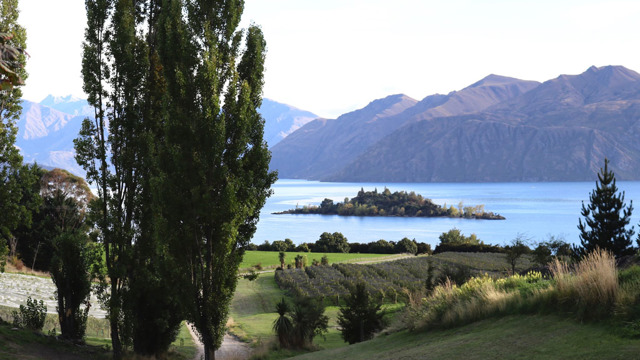 Poplar trees around vineyard next to a lake