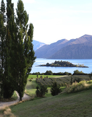 Poplar trees around vineyard next to a lake