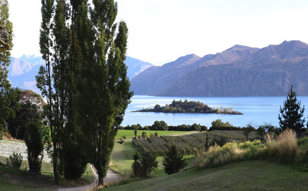 Poplar trees around vineyard next to a lake