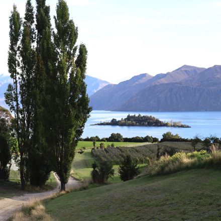 Poplar trees around vineyard next to a lake