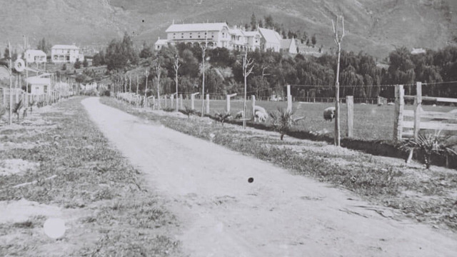 Mission Estate Winery English Plane Trees planted in 1911
