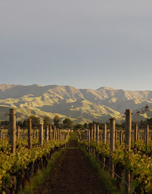 Vines at Fromm Vineyard