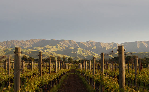 Vines at Fromm Vineyard