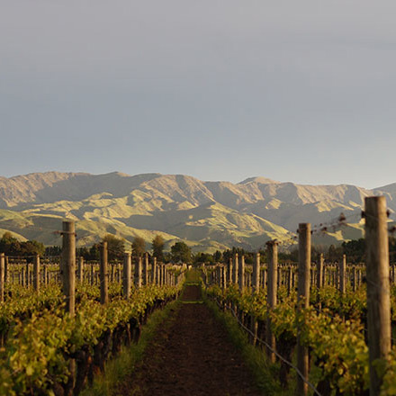 Vines at Fromm Vineyard