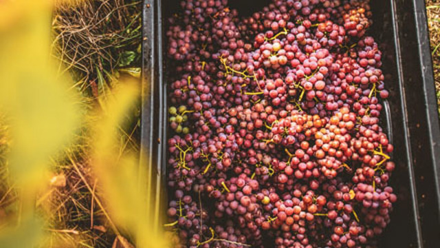 Gewurztraminer grape bunches in a plastic container.