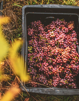 Gewurztraminer grape bunches in a plastic container.