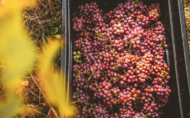 Gewurztraminer grape bunches in a plastic container.