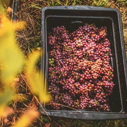 Gewurztraminer grape bunches in a plastic container.