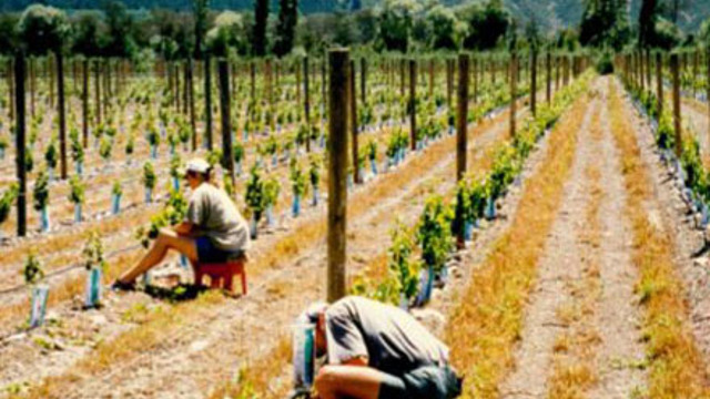 People shoot thinning at Hans Herzog vineyard in 1998