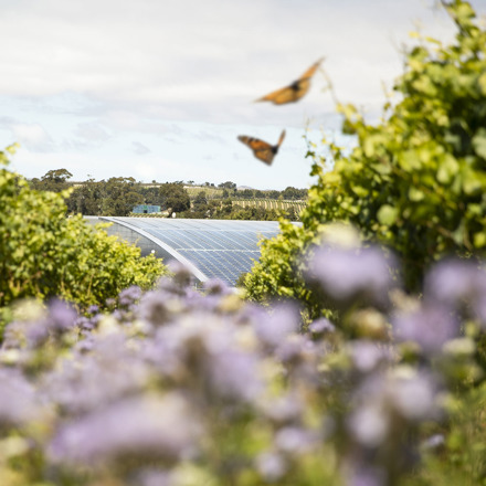 Butterflies infront of Solar Panels at Yealands