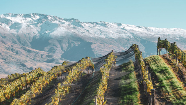 Vineyard in front of mountain Mishas Vineyard