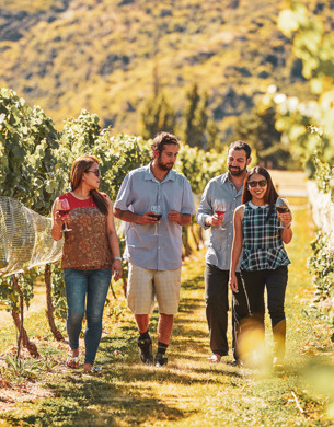 Wine tour in vines