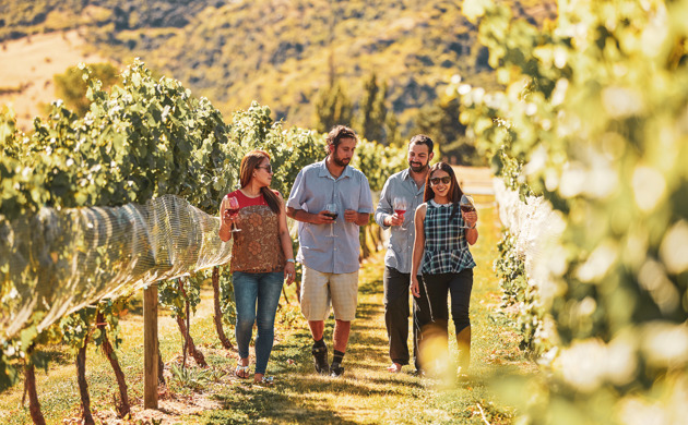 Wine tour in vines