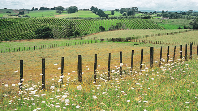 grassy landscape image with white flowers