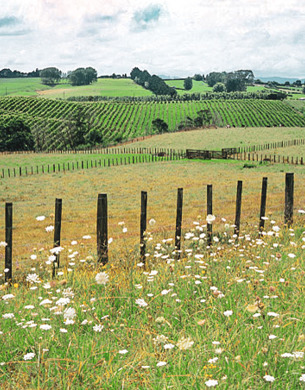 grassy landscape image with white flowers