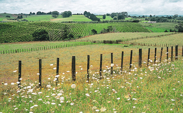 grassy landscape image with white flowers