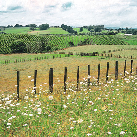 grassy landscape image with white flowers