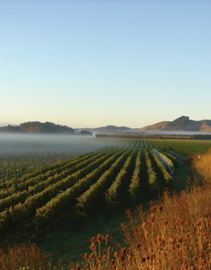 Kirkpatrick Estate Winery, vines with low cloud and mountains