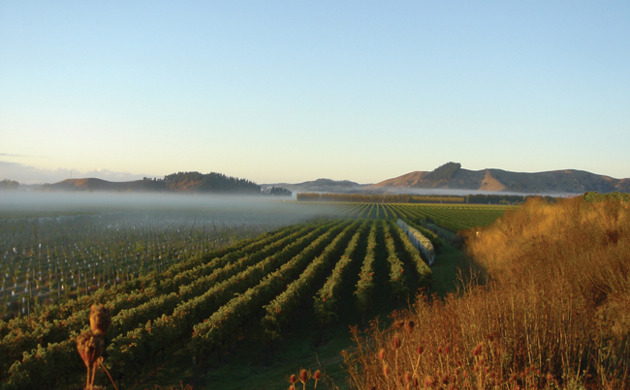 Kirkpatrick Estate Winery, vines with low cloud and mountains