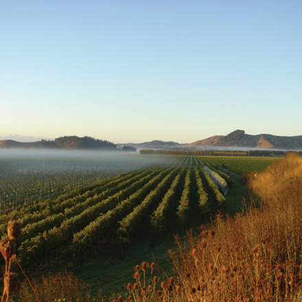 Kirkpatrick Estate Winery, vines with low cloud and mountains