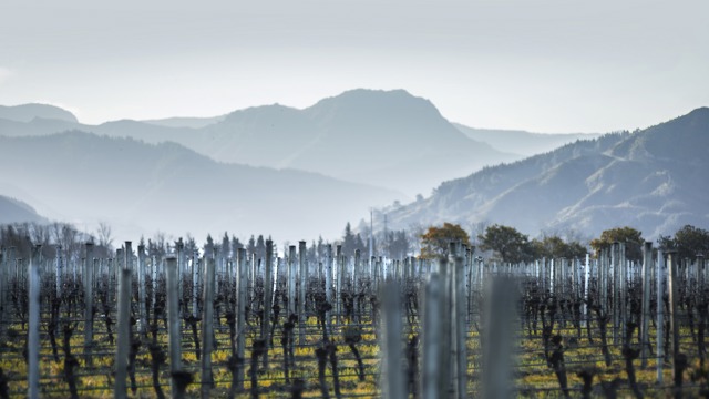 Vineyard in winter with mountains in distance.