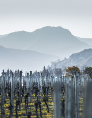 Vineyard in winter with mountains in distance.